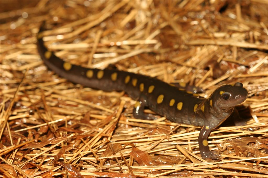 Adult spotted salamander (Ambystoma maculatum). Credit: Charlie Eichelberger